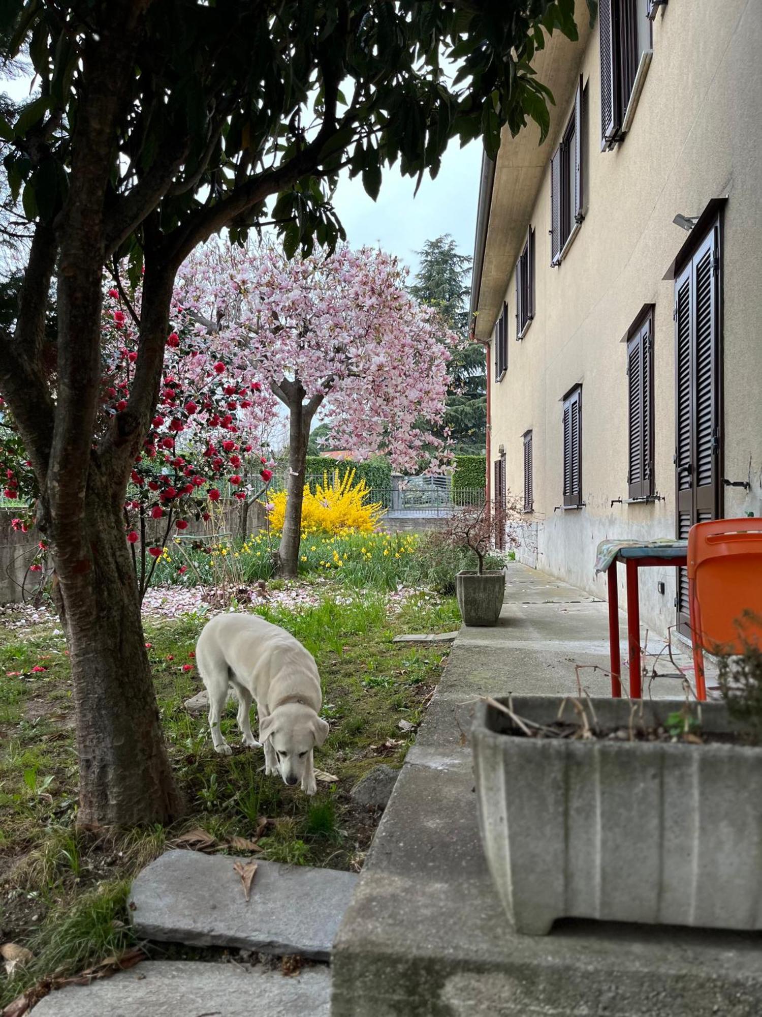 Il Cortile Como Single & Double Room In Apartment No Hotel Экстерьер фото